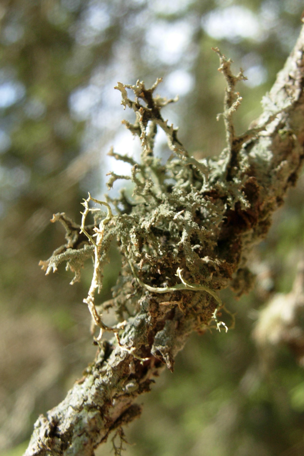 Licheni dalla Vallesinella